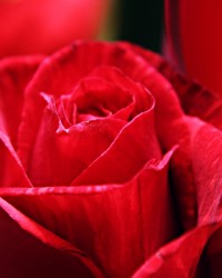 A rózsa, mint szimbólum – színek és választások